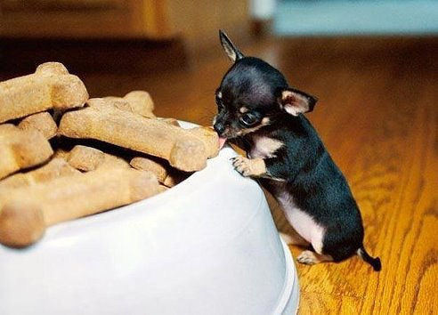 Маленький щенок возле огромной миски с едой